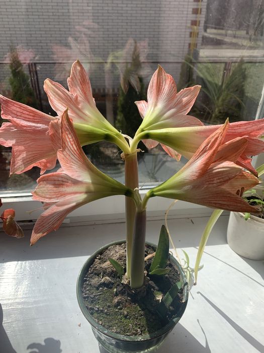 Кімнатні рослини