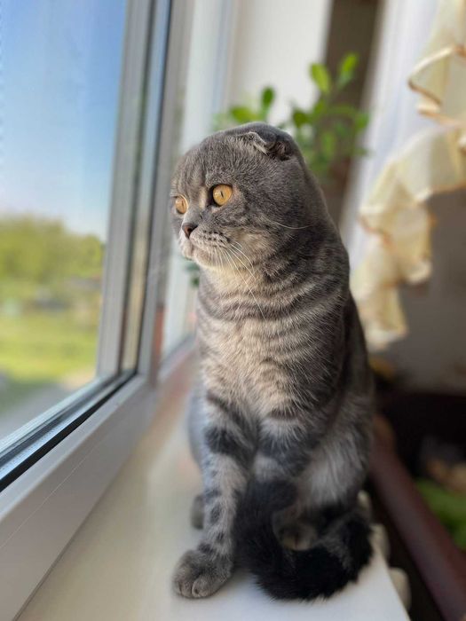 Кіт шукає Кішку для вязки