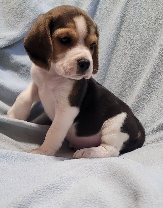 Beagle macho bebé