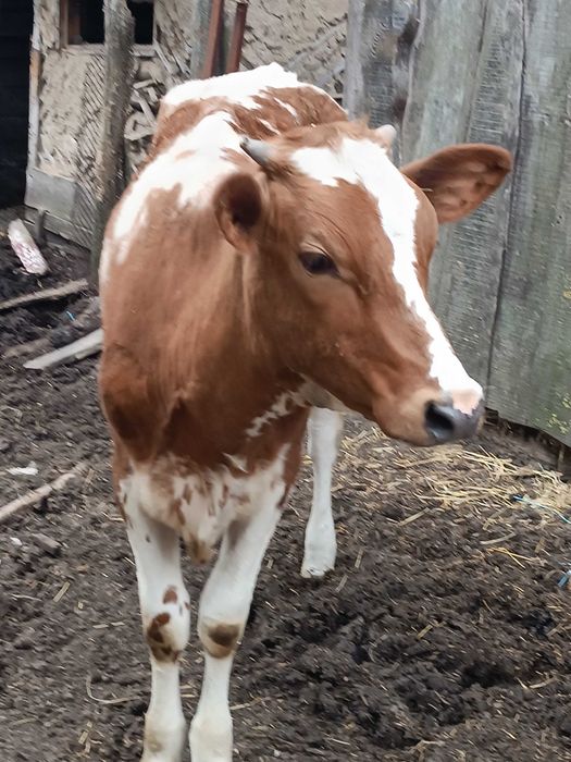 Продам телички. Айширка та джерсейочка .обидві в другому поколінні від ШО