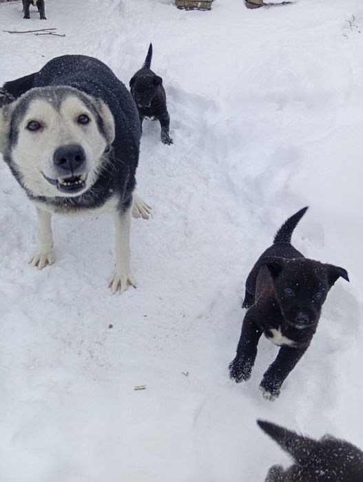 Oddam pieska pieski  w dobre ręce, zostały ostatnie dwa!.