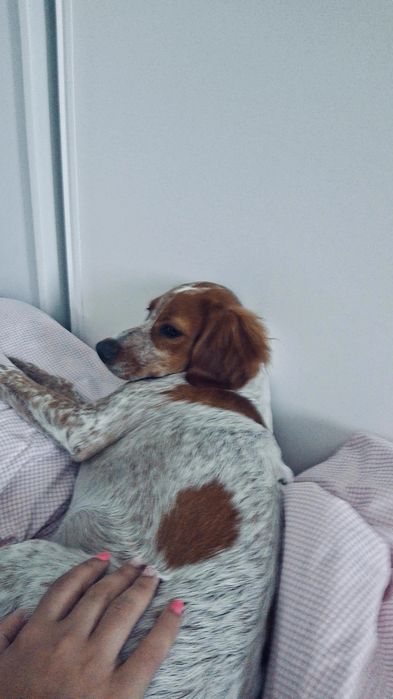 Pet sitting & Dog walking em Santarém
