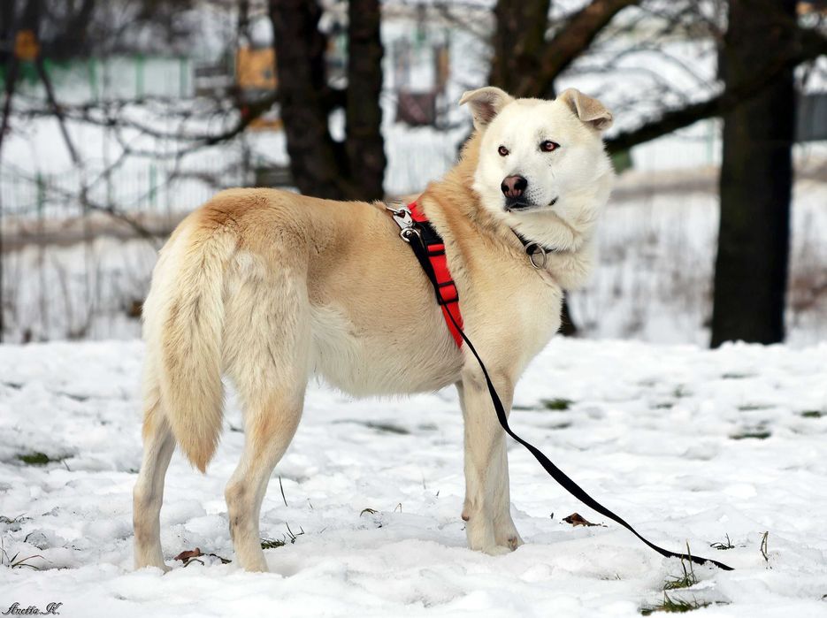Dingo - Łagodny pies szuka cierpliwej rodziny