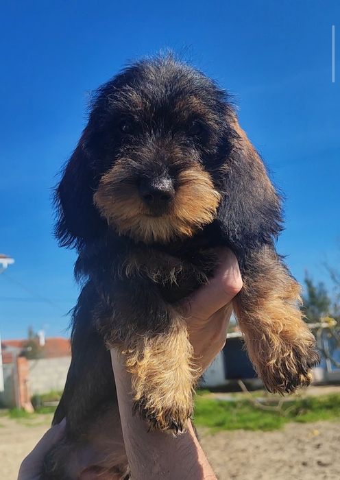 Teckel  Standard Cerdoso fêmea qualidade superior