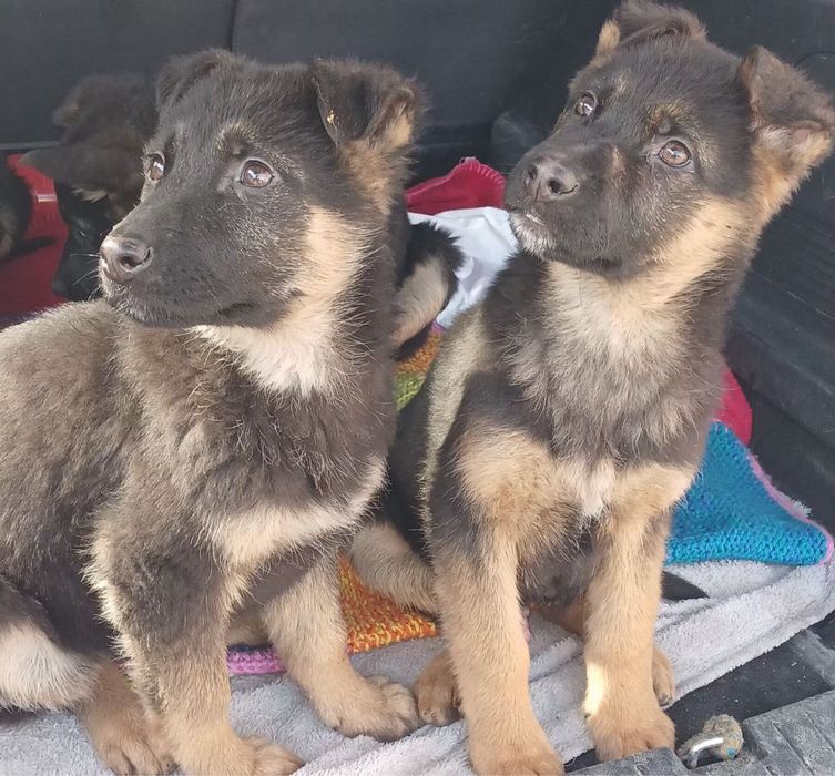 Німецька Вівчарка цуценя