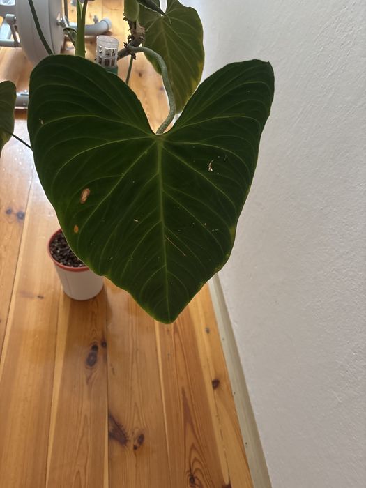 Philodendron Splendid