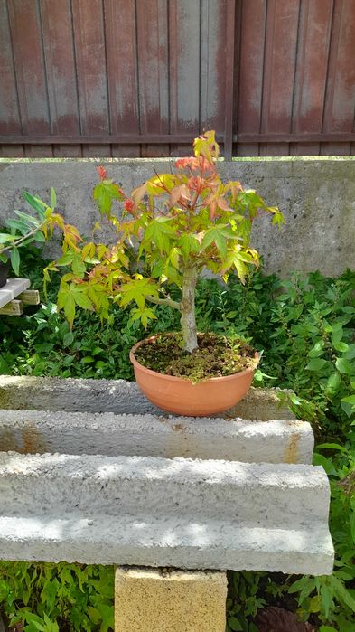 Bonsai (Pré-bonsai) - Acer Palmatum (Bôrdo Japonês)