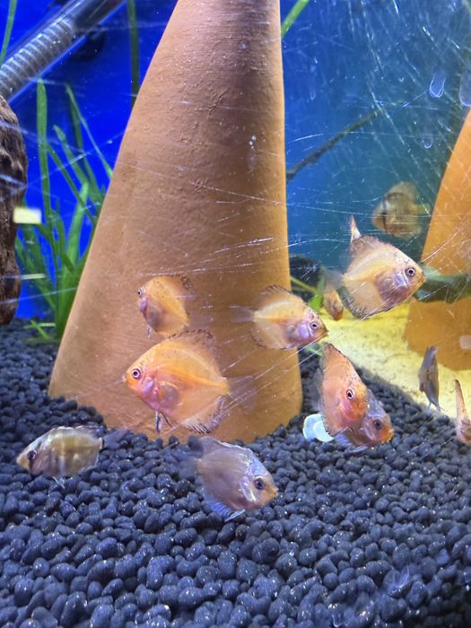 Disco Red turquesa, chekerboard , sribblet e azul turquesa cobalto