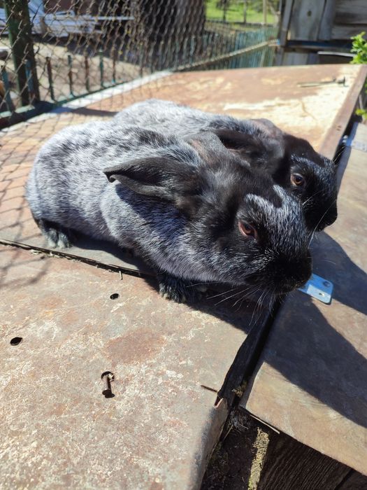 Кролики Полтавське срібло та інші