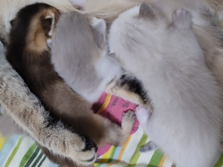 Кошенята до бронювання