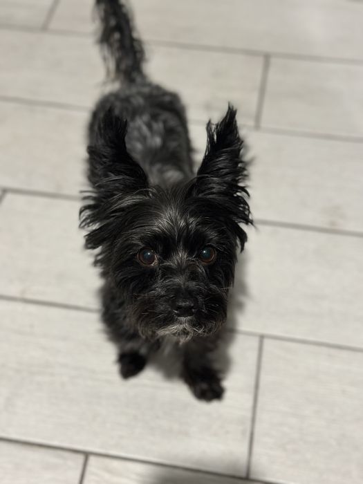 Йорк взрослый, черного цвета