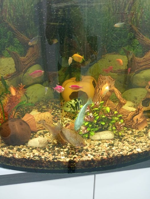 Акваріум кутовий