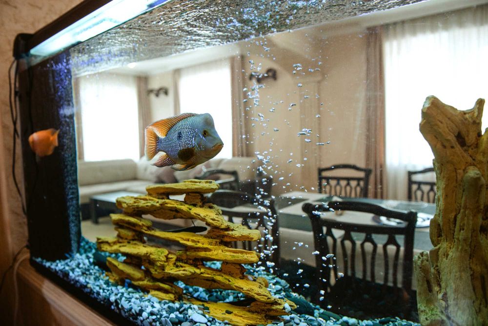 Оренда будинку на березі Дніпра з басейном.