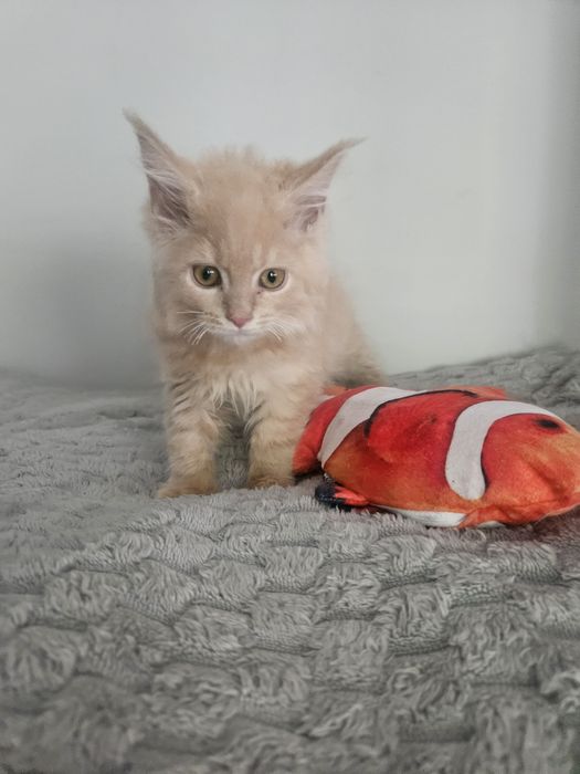 Maine Coon kremowy kocur
