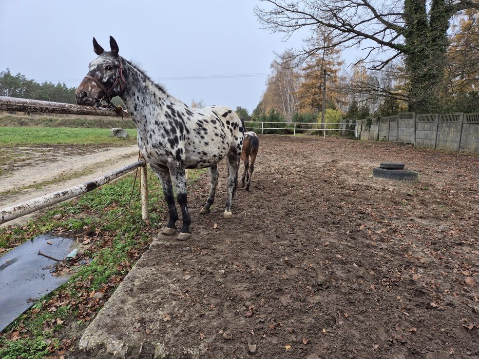 Klacz tarantowata z źróbką