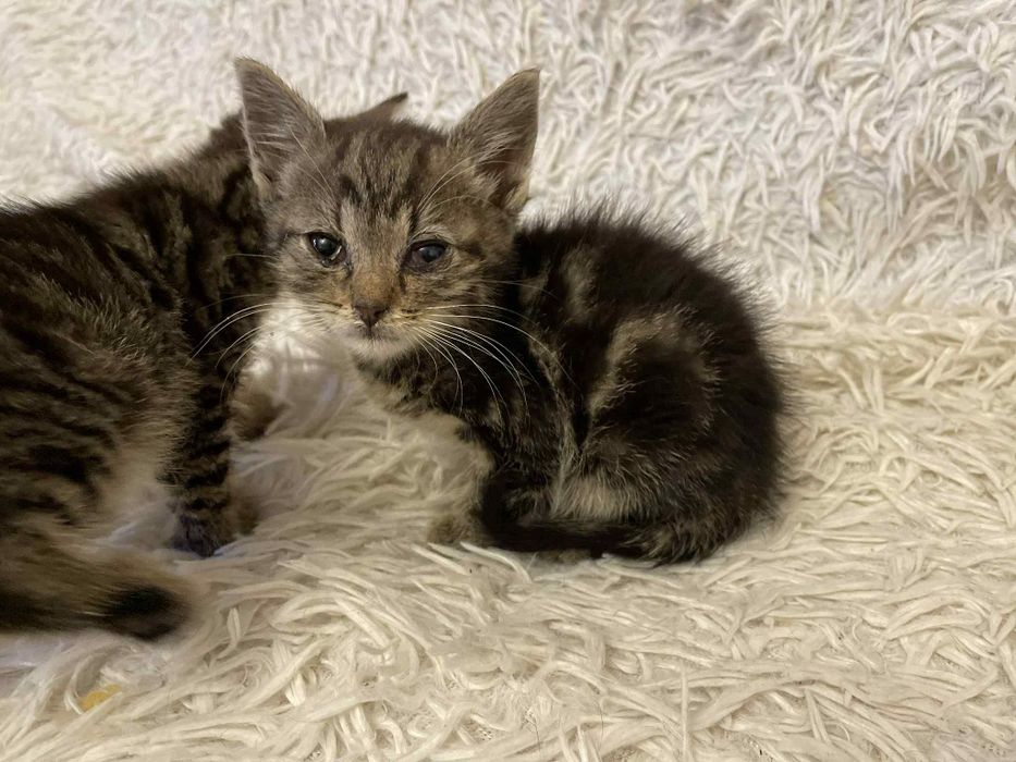 Dwa maluszki szukają domu