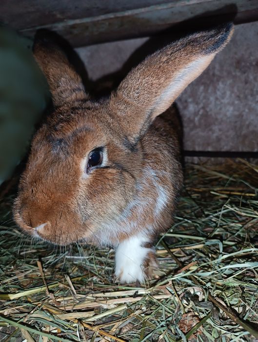 Sprzedam królik samiec