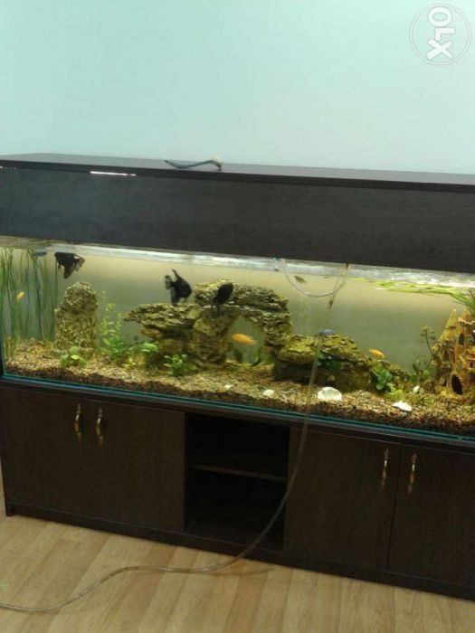 Обслуживание аквариумов, чистка, уход за аквариумом.