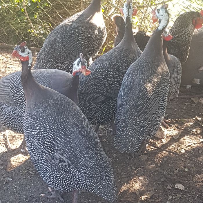 Fracas/galinhas de Angola