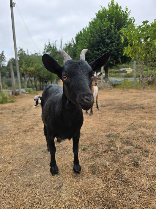 Cabras Anãs Adoráveis – Carinhosas e Bem Socializadas