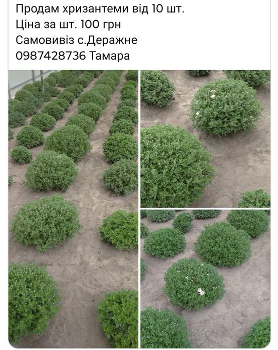 Продам Хризантеми