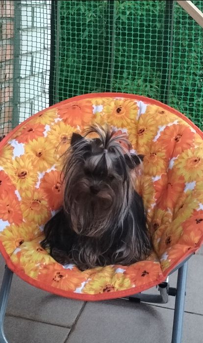 Кобель мини 1400гр вязка