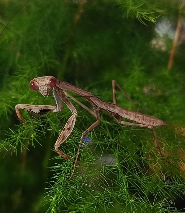 PARKA modliszek Polyspilota aeruginosa