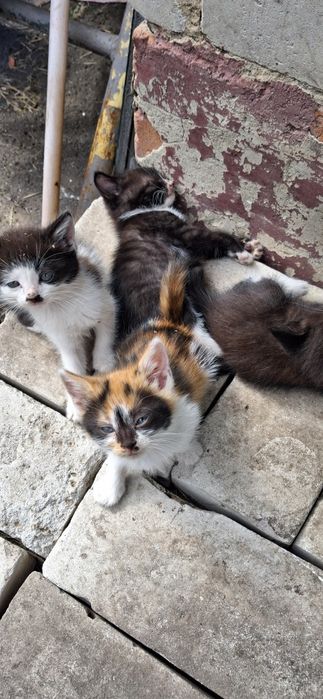 Кошенята  котята