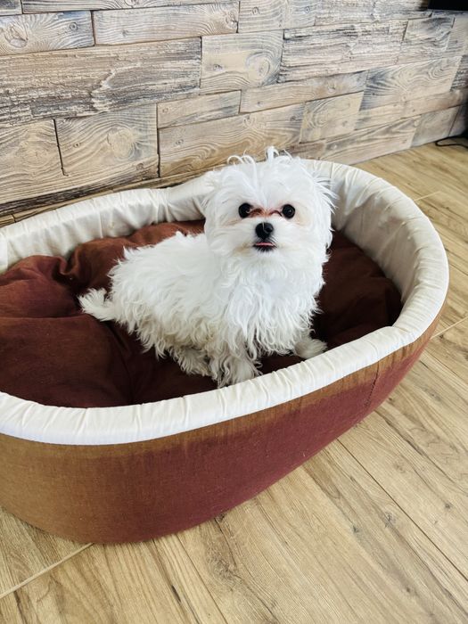 Мальтійська болонка