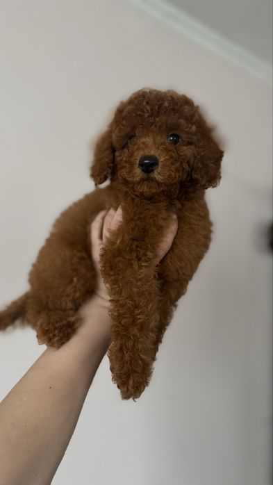 Ляльковий хлопчик пудель