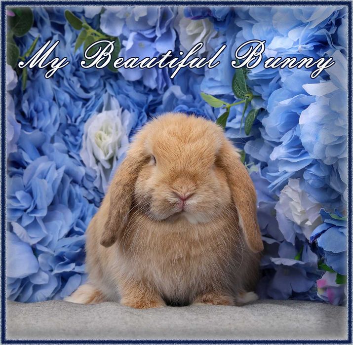 Młody Królik Mini Lop - Harlequin - Hodowla