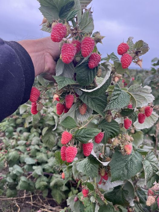 Продам саджанці ремонтантної малини, сорт Мапема.