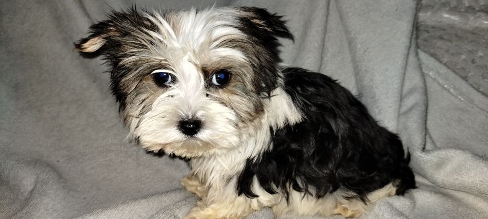 Yorkshire terrier biewer suczka