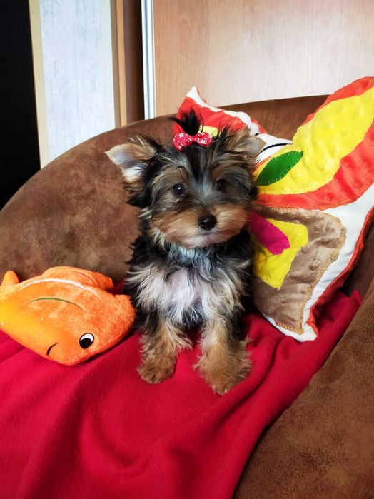 Yorki super miniaturki
