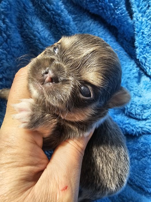 Piękna sunia niebieska,krótkowłosa