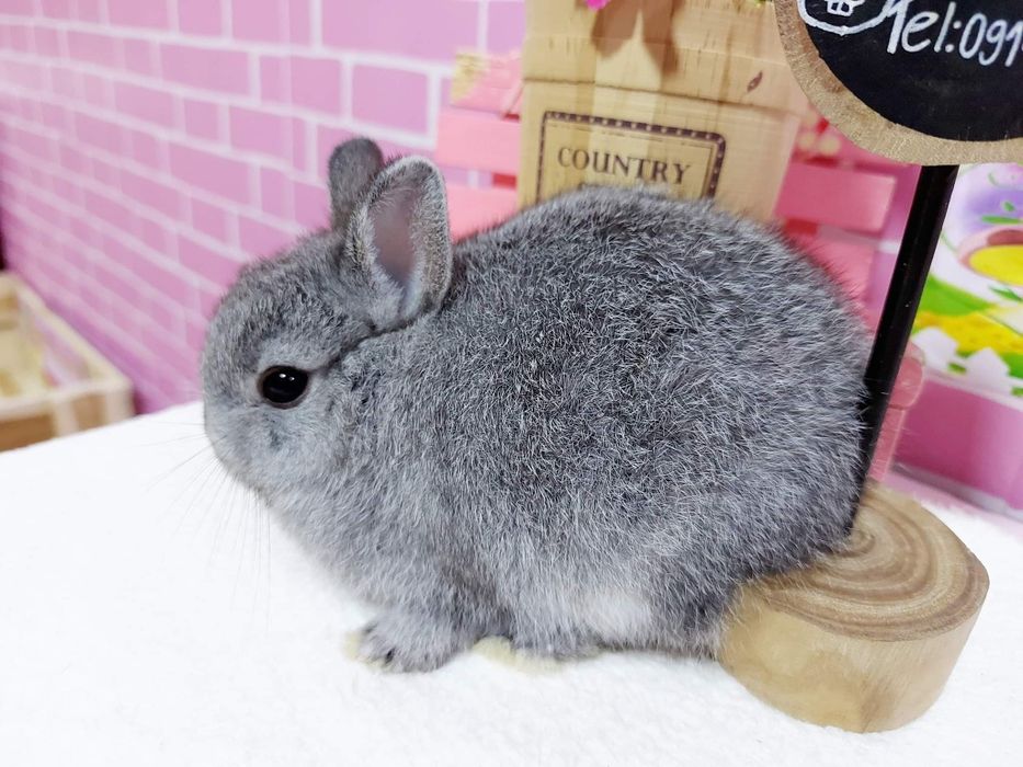 KIT Coelhos anões mini holandês e teddy lindíssimos e muito dóceis