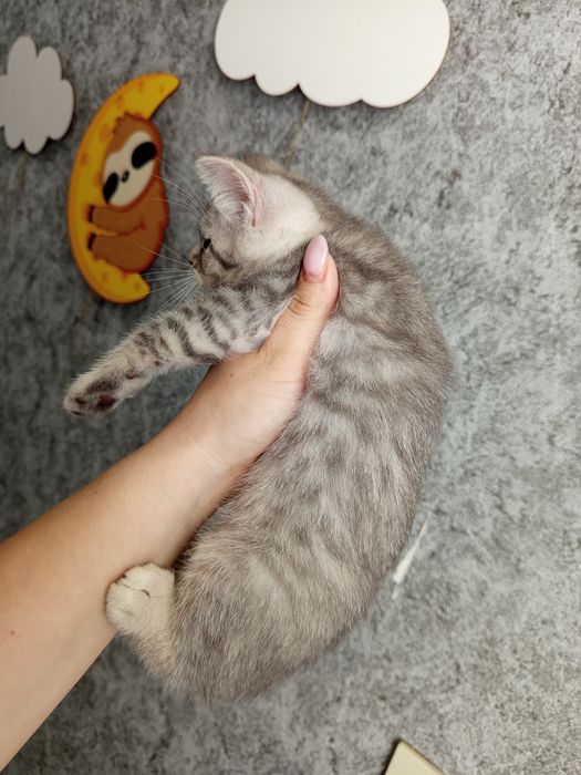Продам котят скоттиш-фолд