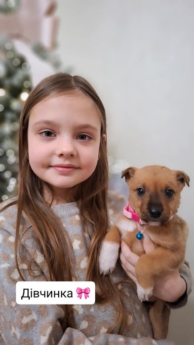 Манюні у пошуках люблячої родини. Вік 1,5 міс. Оброблені від паразитів