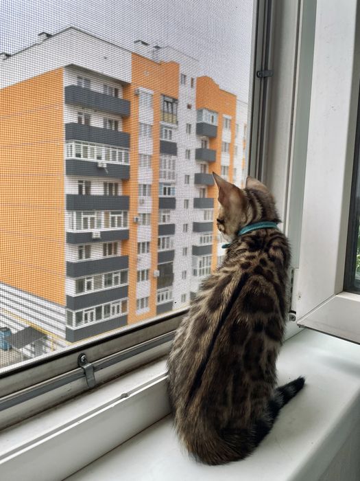 Бенгальський котик