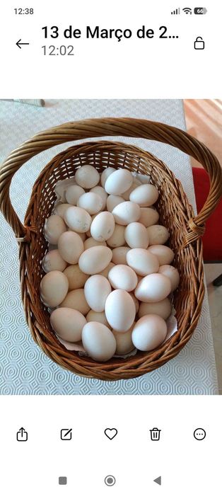 Galos  e galinhas Leghorn  White.