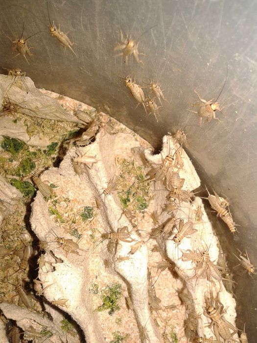 Домовой сверчок  Acheta domesticus