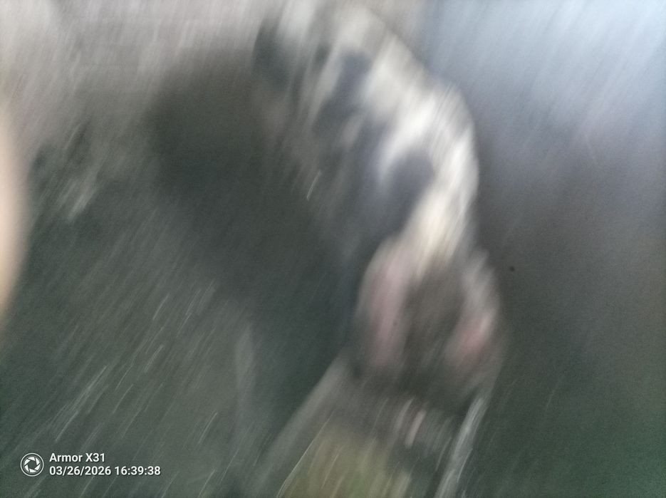 Venda de porco bizarro caseiro criado em casa