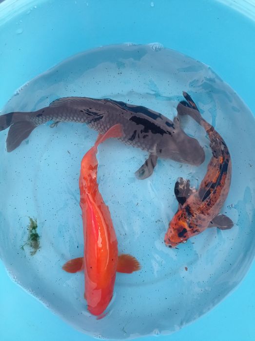 Carpas koi selecionadas