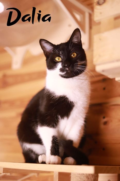 Urocze i pogodne kociaki szukają nowego domu