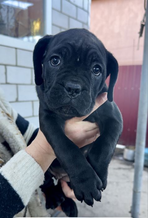 Дівчатка Кане Корсо