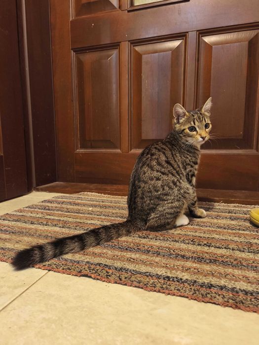 Киця в добрі руки