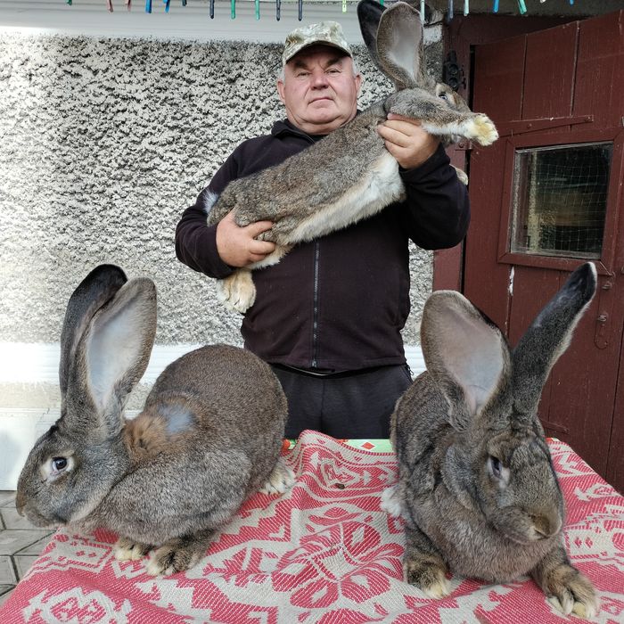 Кролі різних порід