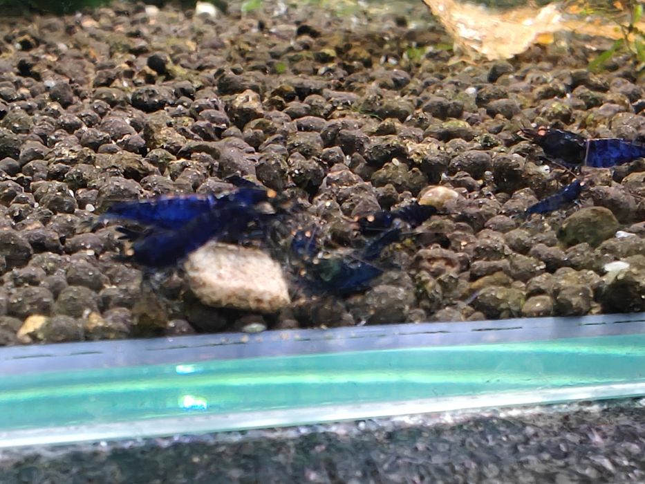 Krewetki Caridina Royal Blue Tiger OE