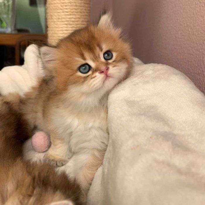 Gato British Longhair Golden