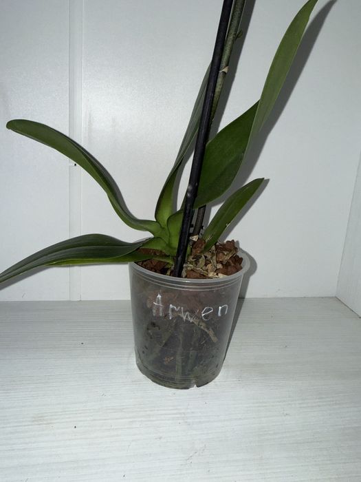 Орхідея Arwen, сортова орхідея, уцінка.